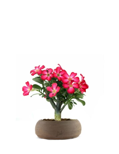 Rosa del deserto | Adenium
