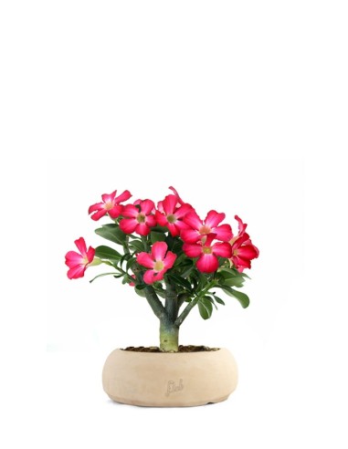 Rosa del deserto | Adenium
