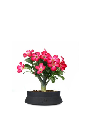 Rosa del deserto | Adenium