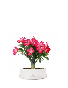 Rosa del deserto | Adenium 2