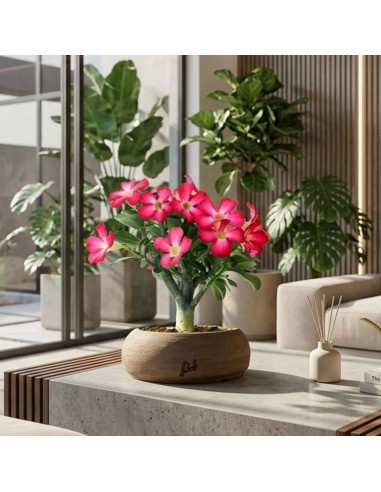 Rosa del deserto | Adenium Obesum