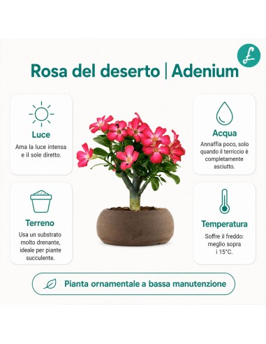 Rosa del deserto | Adenium Obesum