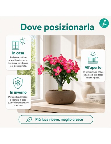 Rosa del deserto | Adenium Obesum