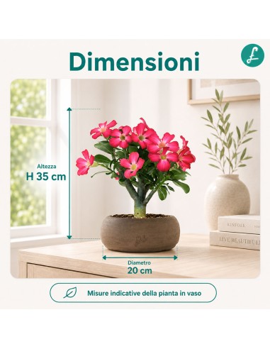 Rosa del deserto | Adenium