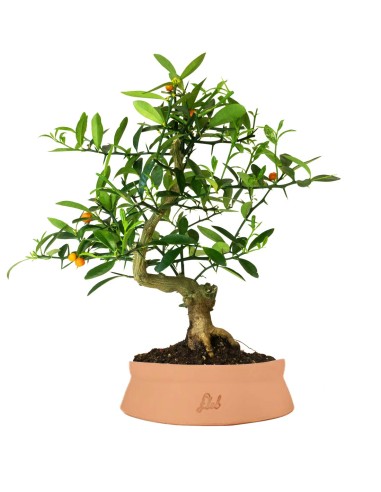 Citrus Kinzu 12 anni