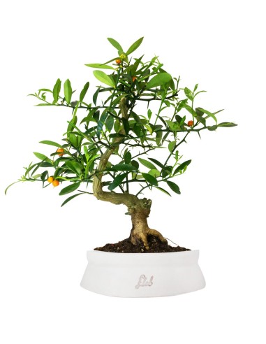 Citrus Kinzu 12 anni