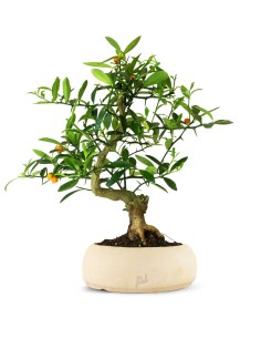 Citrus Kinzu Esemplare 1.... 2
