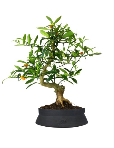 Citrus Kinzu 12 anni