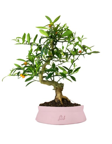 Citrus Kinzu 12 anni