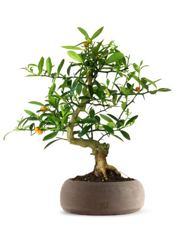 Citrus Kinzu 12 anni
