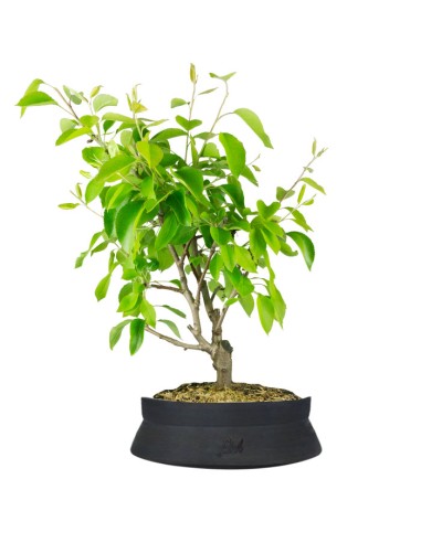 Pero bonsai