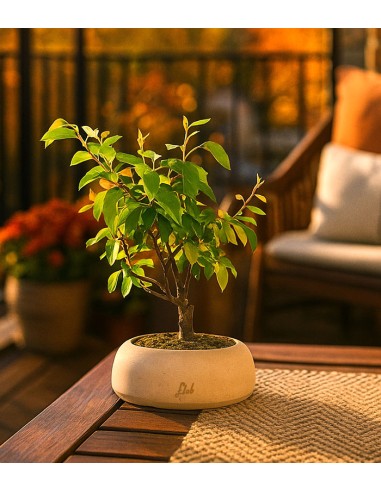 Pero bonsai