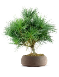 Pino Strobus Radiata bonsai...