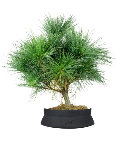 Pino Strobus Radiata bonsai – Pinus...