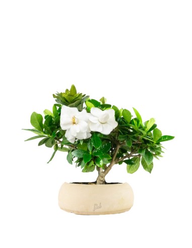 Bonsai di Gardenia H25 cm 
