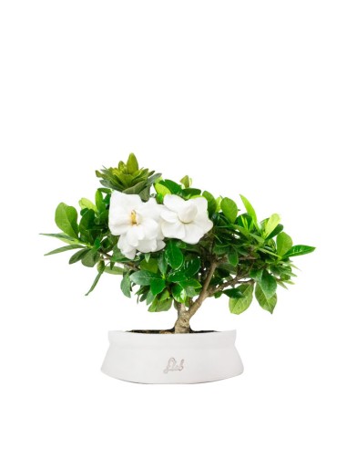 Bonsai di Gardenia H25 cm 