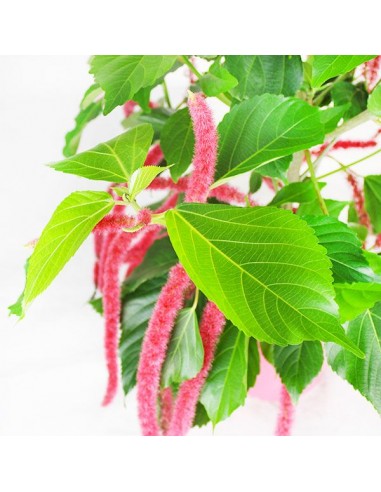 Acalypha hispida