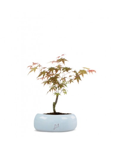 Acero Maiko S