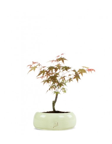 Acero Maiko S