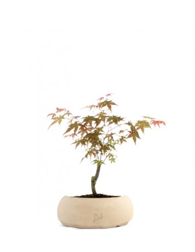 Acero Maiko S