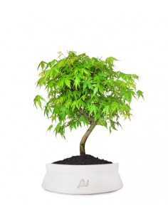 Acero Verde M