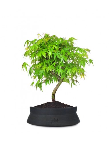 Acero Verde M