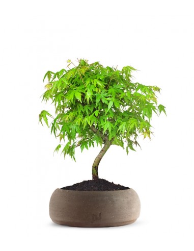 Acero Verde M