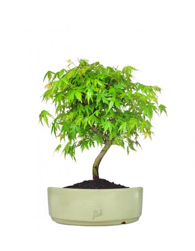 Acero Verde 2