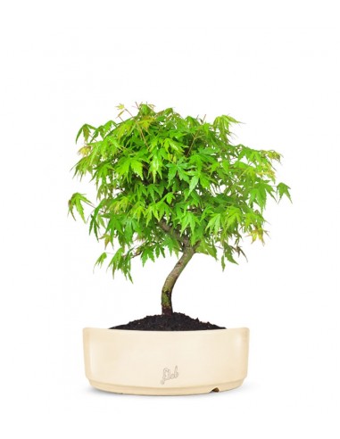 Acero Verde 2