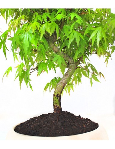 Acero Verde M