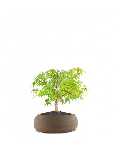 Acero Verde S