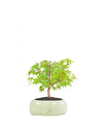 Acero Verde S
