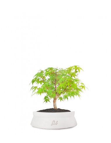 Acero Verde S