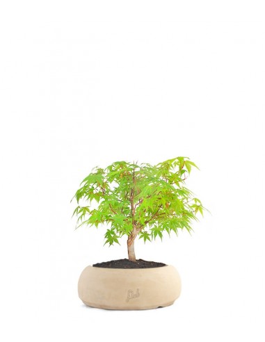 Acero Verde S