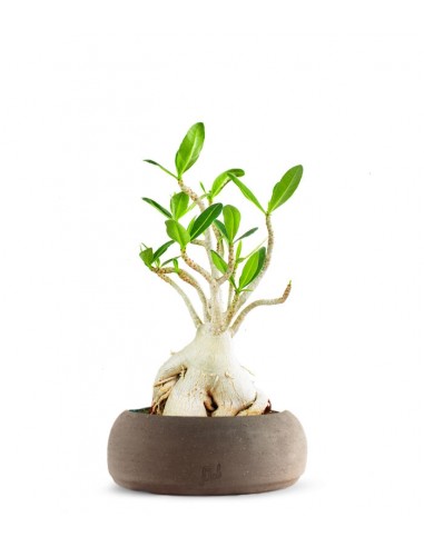 Adenium Arabicum
