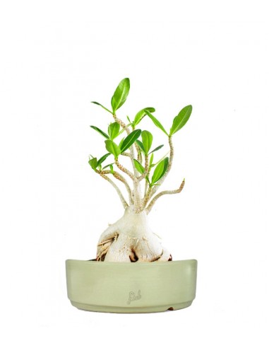 Adenium Arabicum