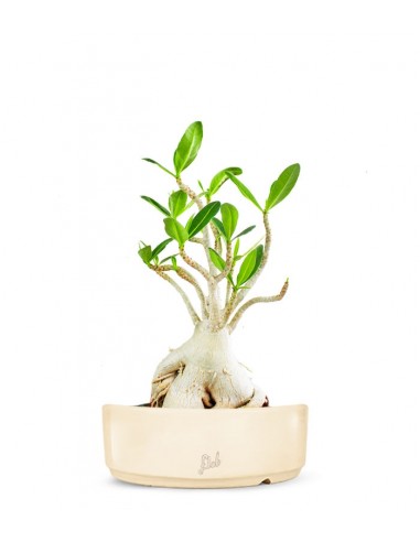 Adenium Arabicum