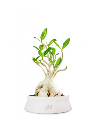 Adenium Arabicum