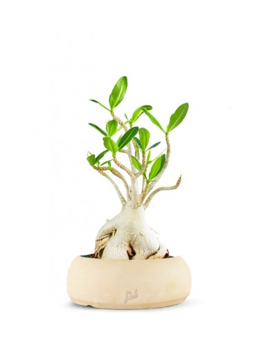 Adenium Arabicum