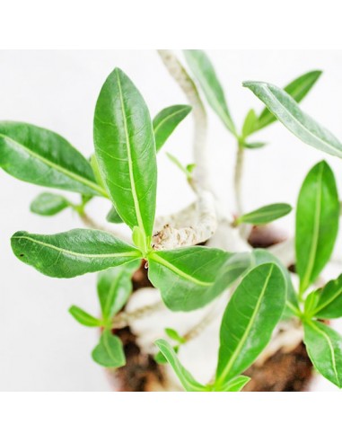 Adenium Arabicum