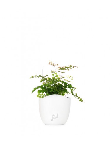 Adiantum - roseo