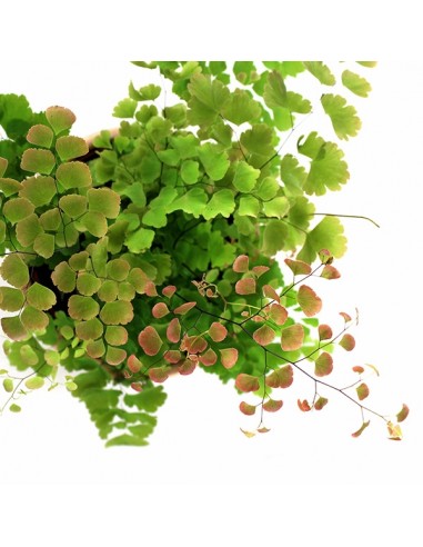 Adiantum - roseo