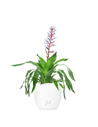 Aechmea Blue