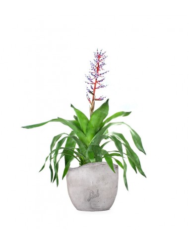 Aechmea Blue