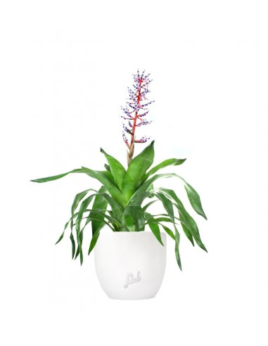 Aechmea Blue