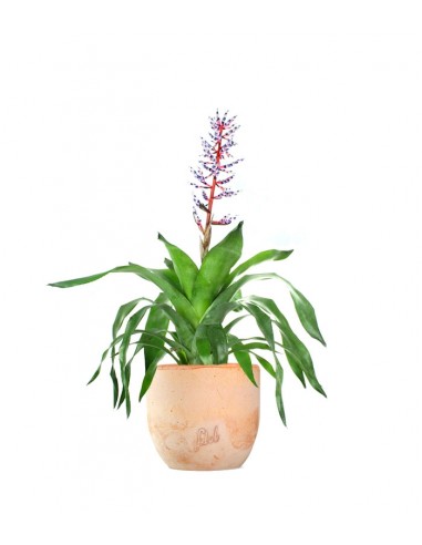 Aechmea Blue