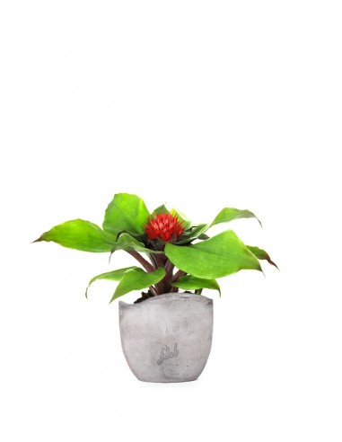 Aechmea Fasciata