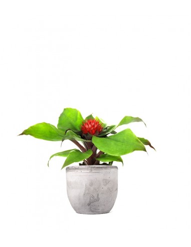Aechmea Fasciata