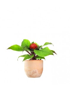 Aechmea Fasciata 2