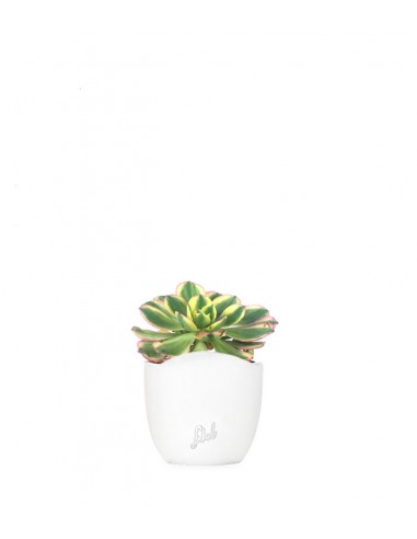 Aeonium arboreum variegata
